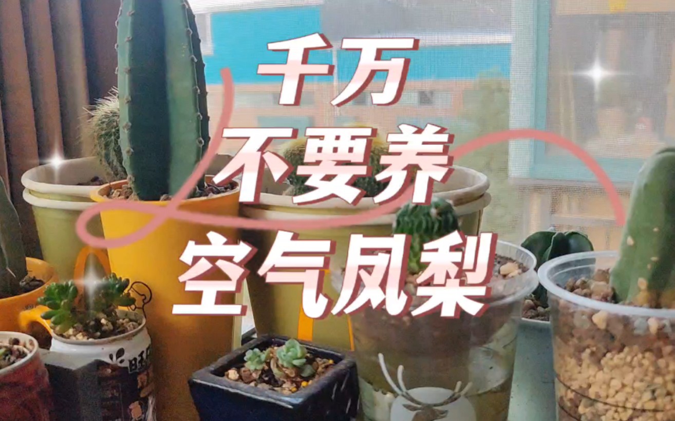 千万别养空气凤梨，压根养不活。养了三年了，没有一次能活下来。听了粉丝的话，放在卫生间也没有养活。所以大家别踩坑了。