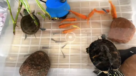 斑马鱼就还有两条了，被乌龟吃了三条，小草鱼也被吃了好几条。