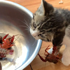 养猫就养搞笑猫
