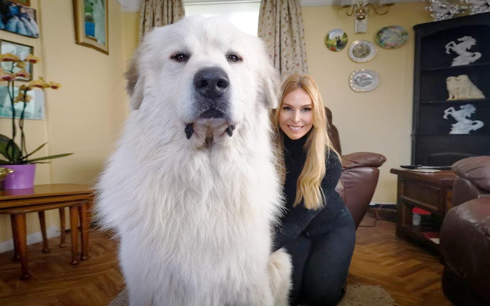 150斤的大白熊犬，狗中最温顺的暖男