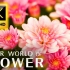 最美丽的花朵系列8K超高清/8K电视-与大自然的声音一起放松