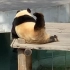 【大熊猫】这可是飞云宝宝最大的运动量啦！