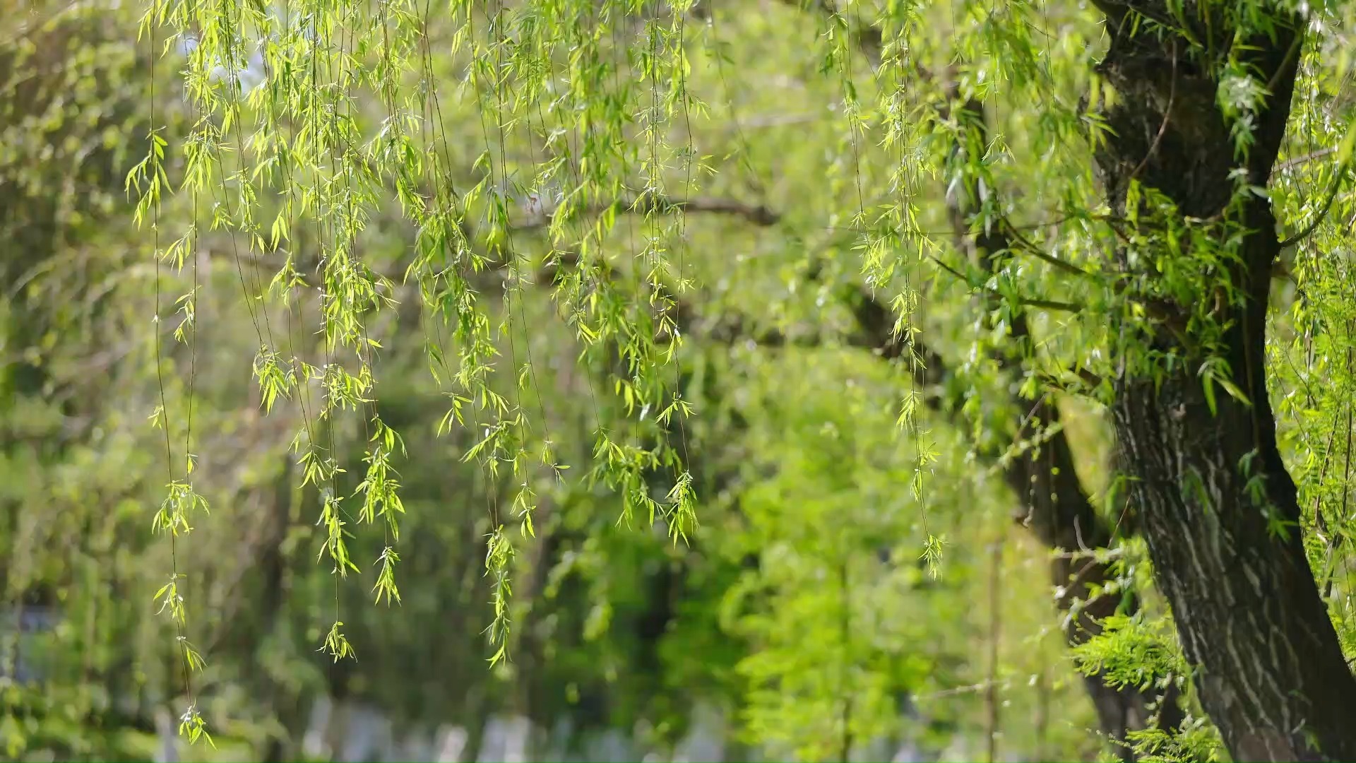 【空镜素材】拂堤杨柳醉春烟