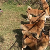 【柴犬】赤柴犬和黄柴犬，你会选择哪一种呢？柴犬体色选择
