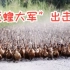 灭蝗”大军强势出击，10000只鸭子进入稻田，将蝗虫杀个片甲不留！