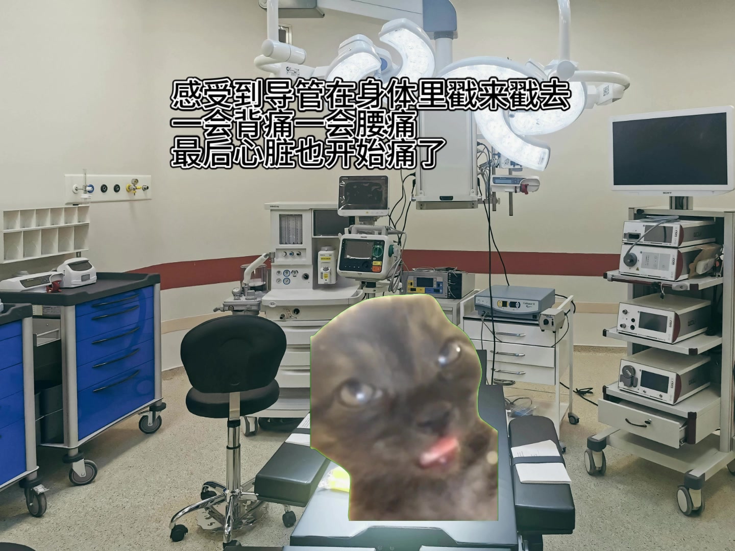 【猫meme】关于我做心脏手术，但是姛吓死所有人这件事