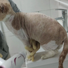 这可能是全网最详细治疗猫藓的全过程