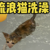 给院儿里流浪猫们安排第二批洗澡局