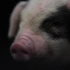 “种”知识丨国内自研猪芯片量产！荣昌猪是世界八大优良品种之一