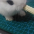 【兔兔】甜竹的诱惑