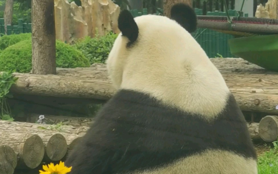 〔大熊猫〕营业模范的虎虎多劳多得.因为网站后台原因弹幕和评论可能需要隔天刷视频才可以发布成功哔哩哔哩 (゜゜)つロ 干杯~bilibili