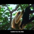 海南热带雨林国家公园宣传片