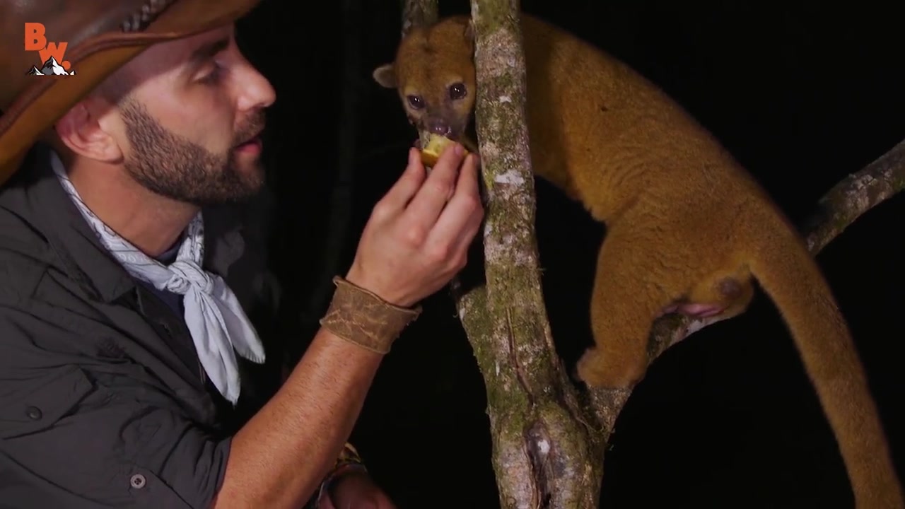 【中文字幕】认识超可爱的蜜熊super cute kinkajou