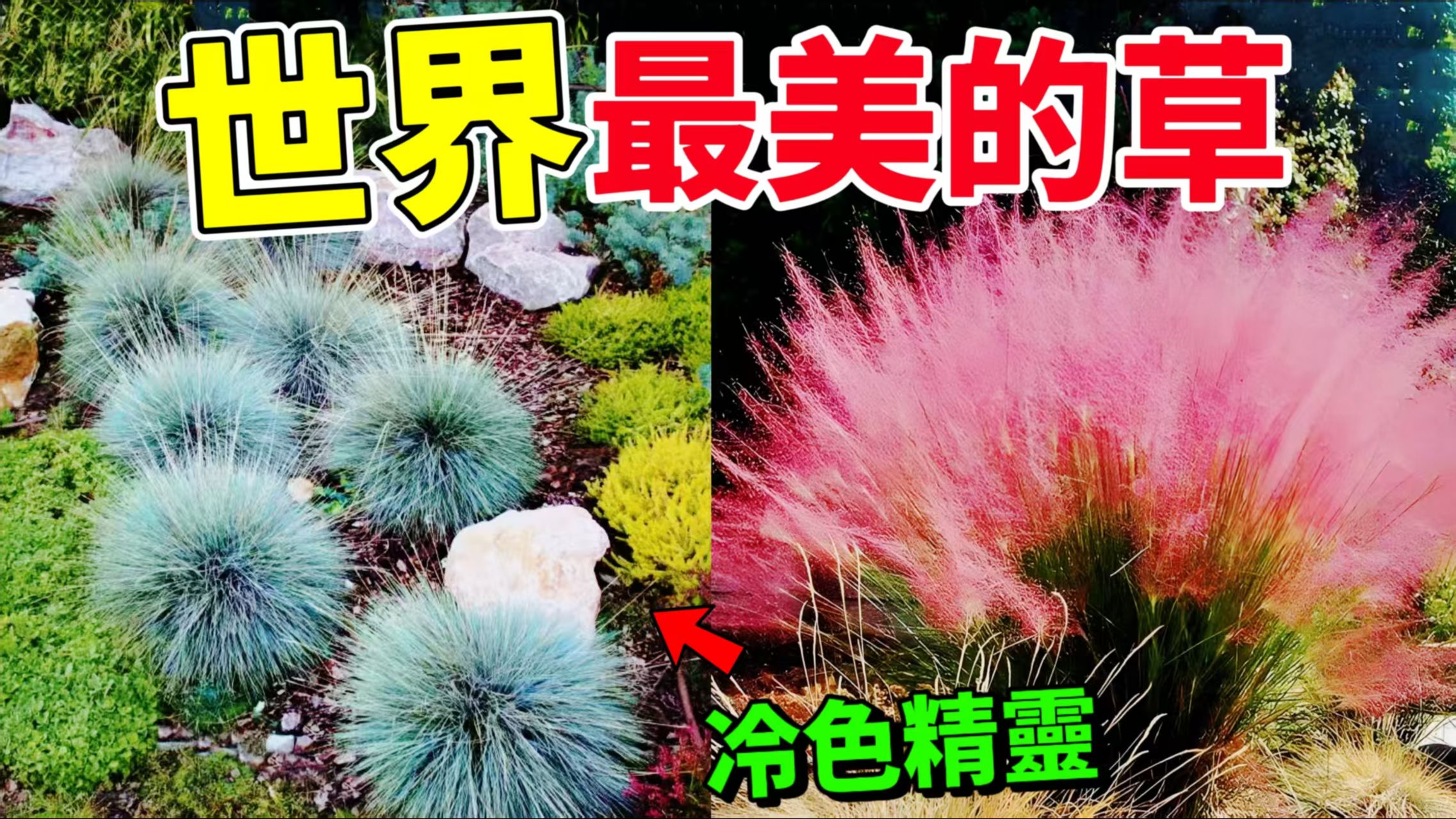 世界上最美十种草，小草也能成为花园里的主角，美丽的观赏草