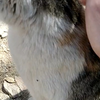 怀孕的猫猫主动过来蹭，但不让摸肚肚