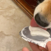 狗勾舔奶