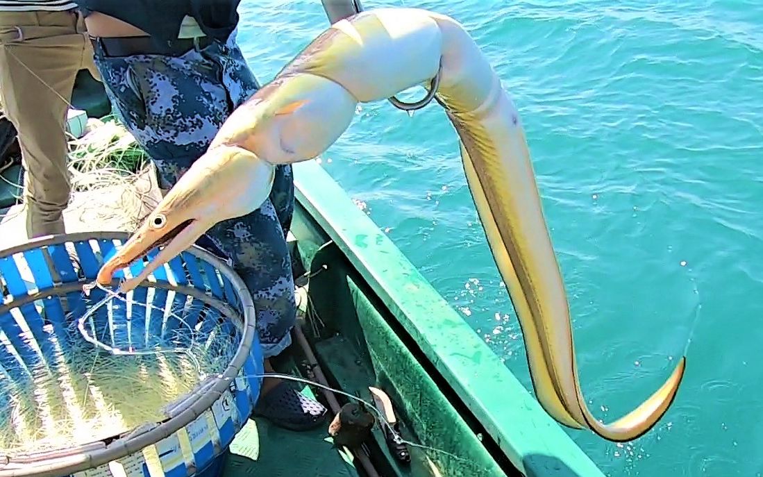 一伙人出海连下200只排钩捕获深海大黄鳗今天赚大了