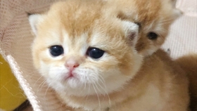 e7e4f3844486ee926fed4ff0acc0531e15647dd8.jpg@280w_158h_1c_100q.jpg