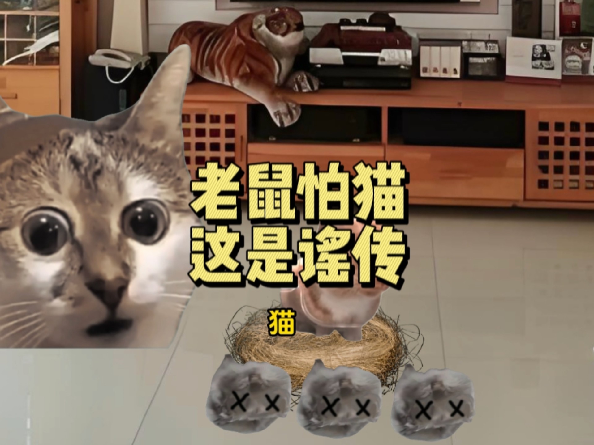 小时候家里猫特别能抓老鼠