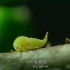 小蚜虫与蚂蚁的互利共生