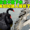 天鹅宝宝不敢下水，黑天鹅夫妇轮番安慰，最后多亏路人神助攻