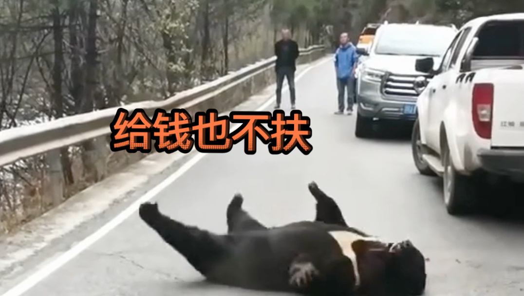 给我钱 我也不扶