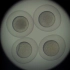 斑马鱼胚胎发育-用46秒展示24小时的变化