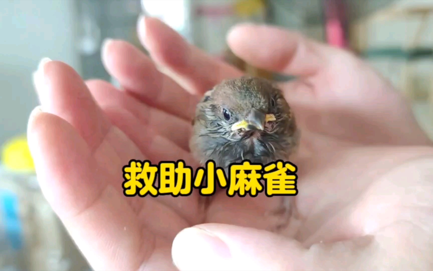 如何救助小麻雀？小麻雀吃什么？