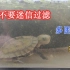 水龟饲养入门教程（4）：水！