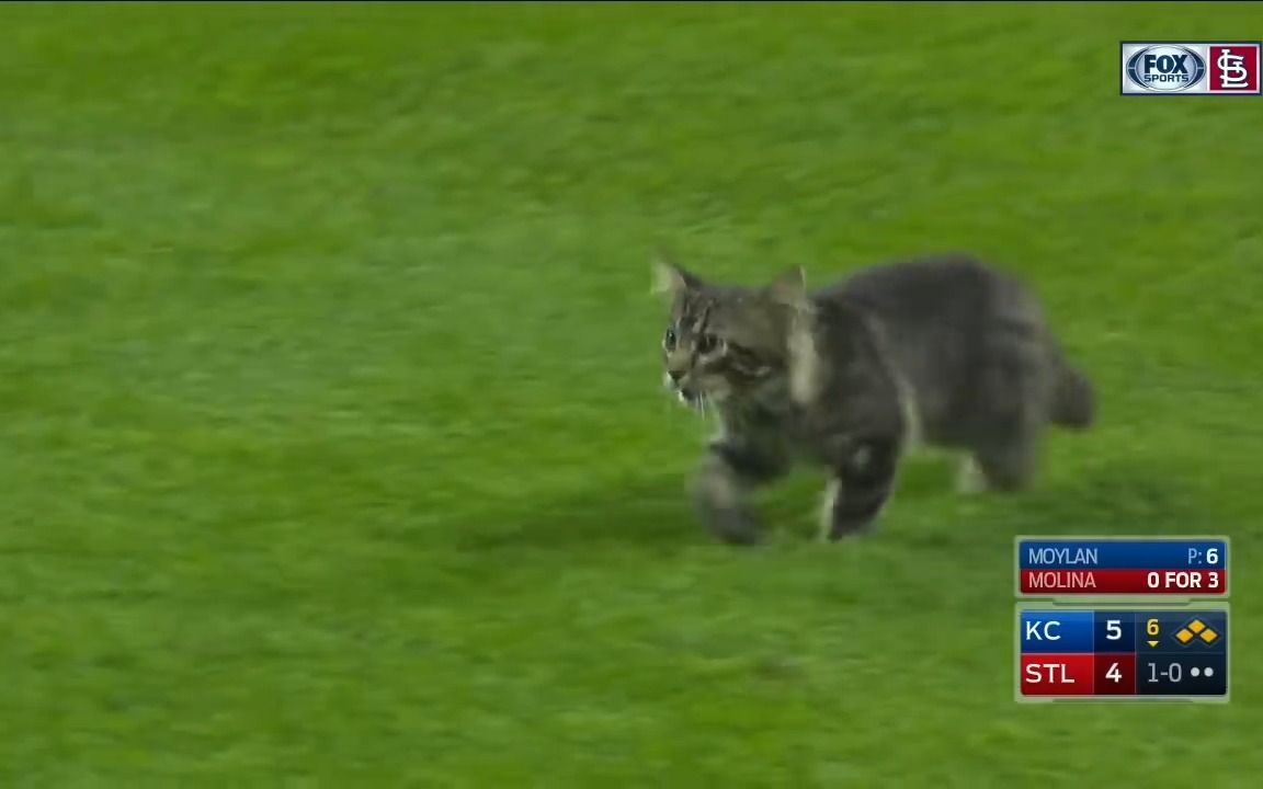 小猫咪误闯棒球场，随后被工作人员抱走