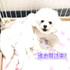 小母狗把别人的狗宝当成自己孩子，进屋就喂奶，狗宝亲妈一脸无奈