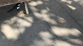 麻雀吃什么谷物 e8636d6ca0a9d137403f44ed5418aa7493c5bf3e.jpg@280w_158h_1c_100q.jpg