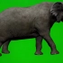 绿幕视频素材大象