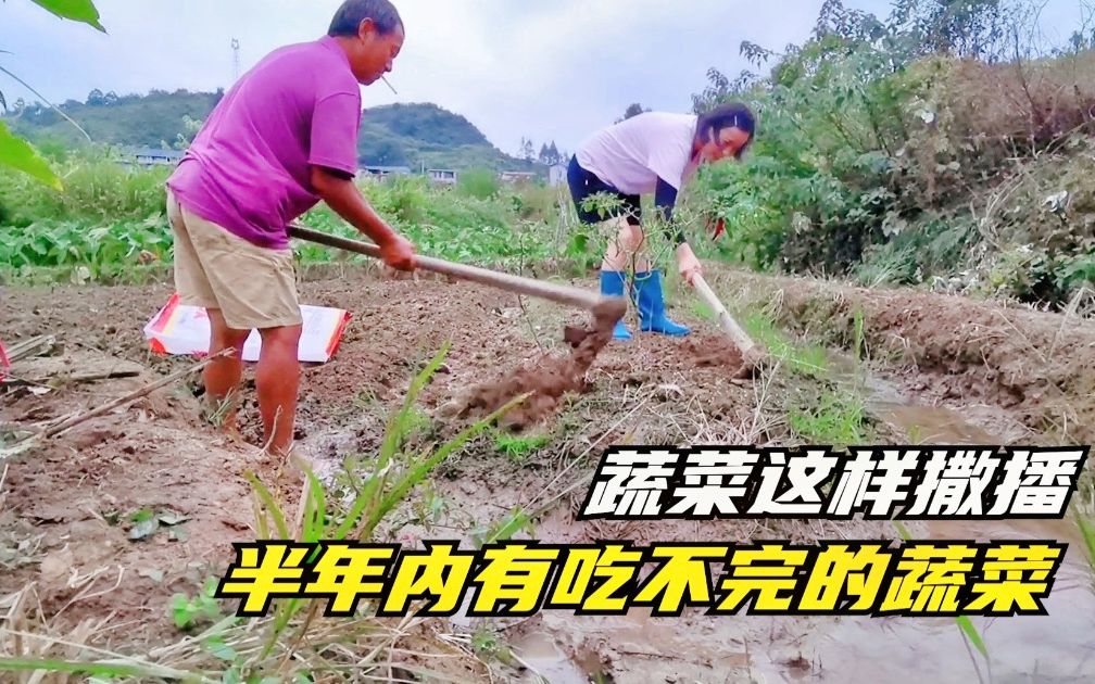 农村父女秋冬这样种菜，未来半年有吃不完的青菜，种菜小秘诀！