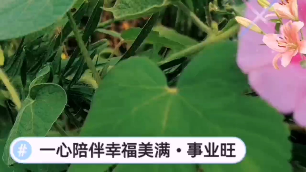 牵牛花的颜色真好看,大自然的回赠,美丽动人,美不胜收了!-哔哩哔哩