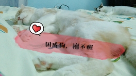 e88cca527b73dae02aeac71270f8f726be44bb1d.jpg@280w_158h_1c_100q.jpg