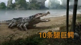梦见鳄鱼追我，一场惊险的梦境与内心的启示