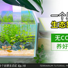 100个生态缸 | 【新手教程】无CO₂也能养好水草？1个月变化实录