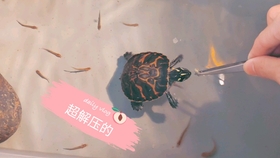 e8a3c6e8bd82ae2e25986167f653b164fb8117fe.jpg@280w_158h_1c_100q.jpg