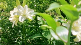 e8a9a0e6884765cdb166753a328e851d72606d55.jpg@280w_158h_1c_100q.jpg