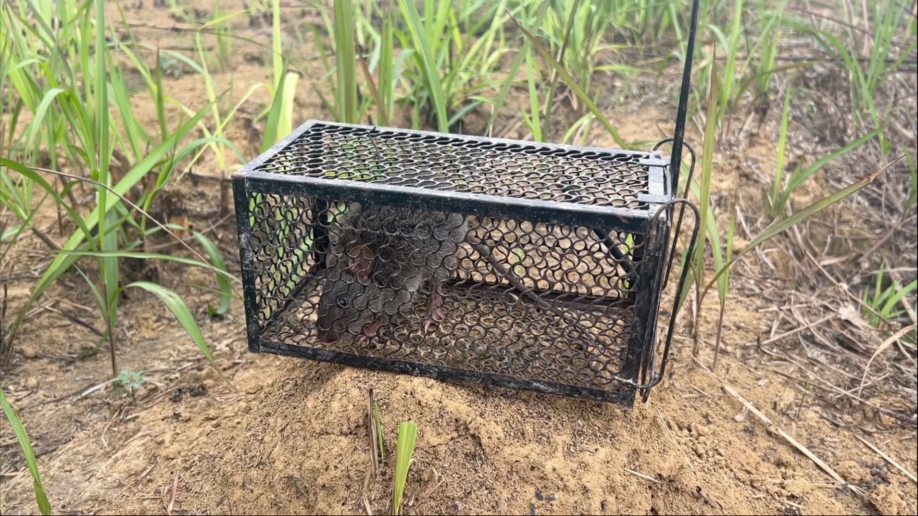 野外抓到一只老鼠，将老鼠放在红火蚁窝中，下一秒场面一度失控！