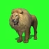 非洲雄狮绿屏抠像素材，拿走免谢