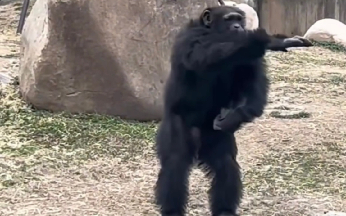 本来挺喜欢去动物园看猩猩的……