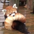 [小熊猫]甜甜圈小熊猫也太可爱了吧
