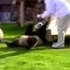  日本动物园大熊猫喝奶日常。