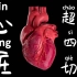 心脏超声--四腔心切面（心尖及剑突下四腔心）3D解剖