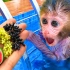 有趣的小猴子：小猴子在水池里和小狗小鸭子玩耍，在花园里吃水果