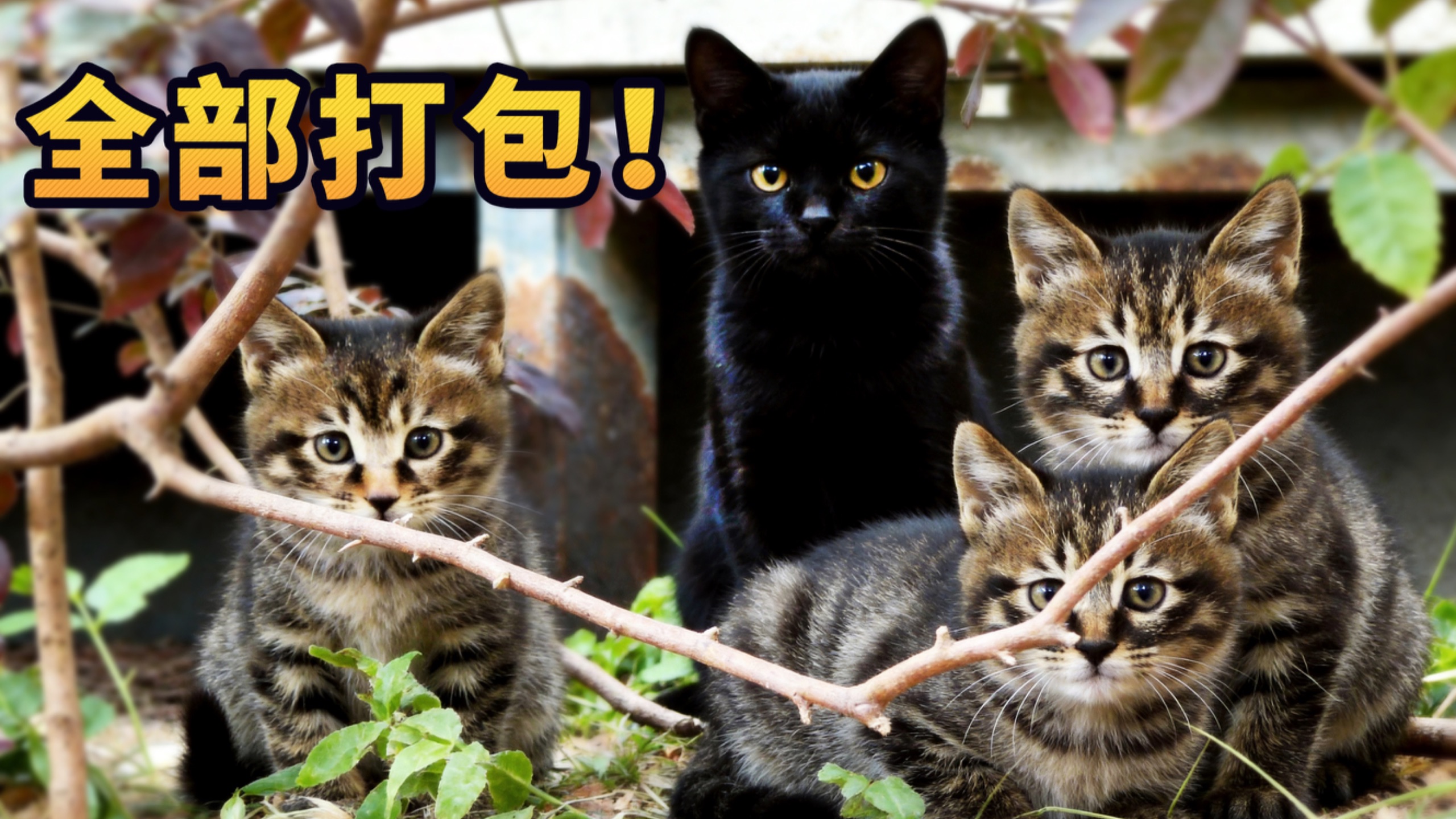 猫妈说了，第二只半价！