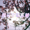 【免版权可商用素材】绝美樱花树空镜无剪辑