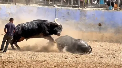 牛王争霸赛:干翻倒地,太残忍
